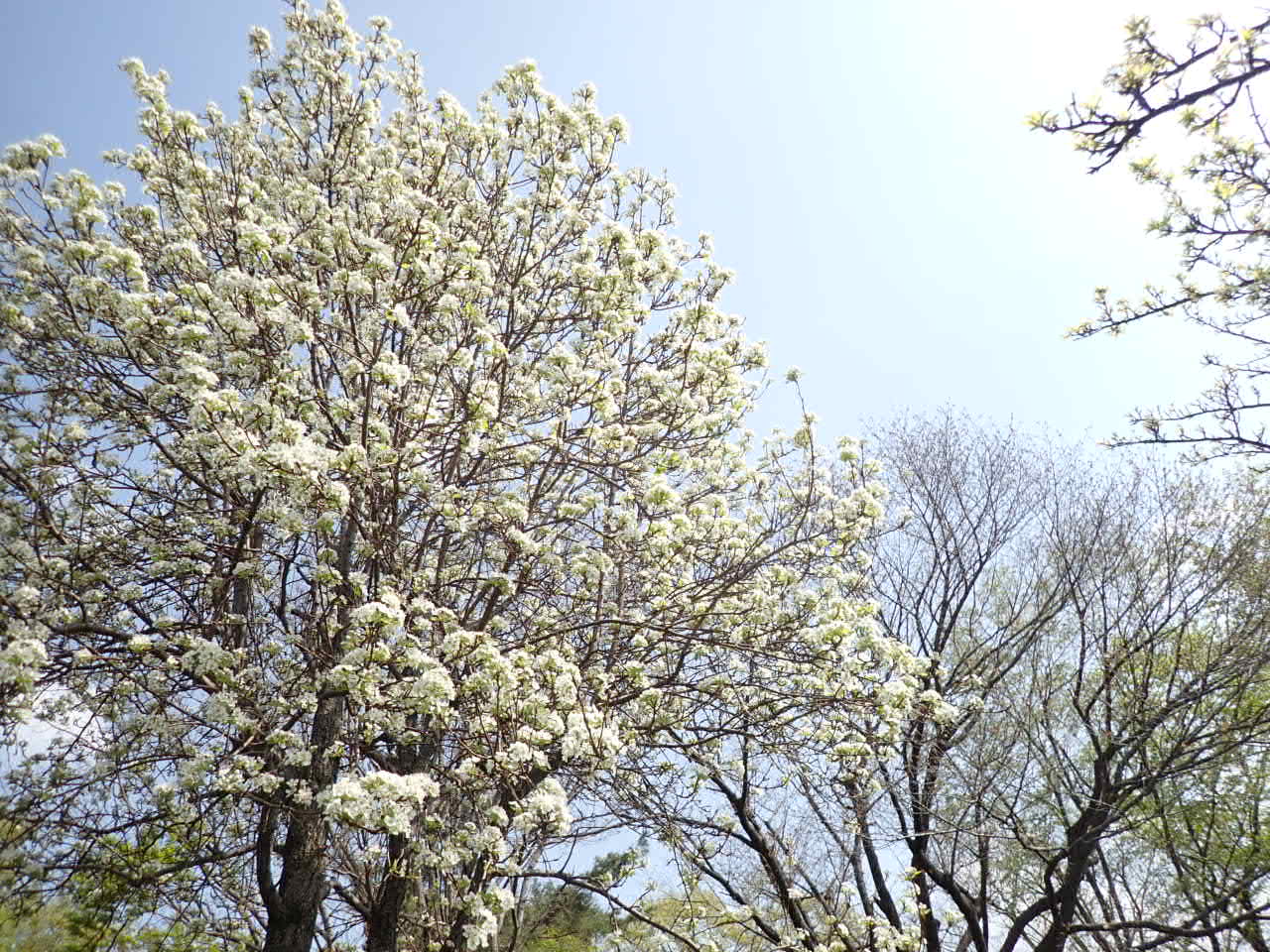 1.R3セイヨウナシ