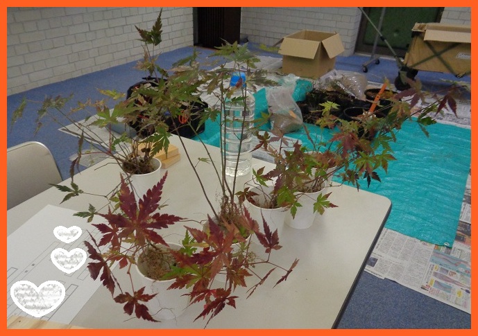 イロハモミジの苗