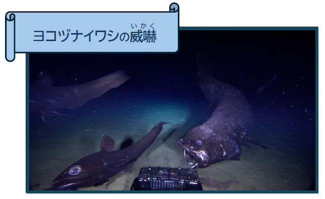 ヨコヅナイワシの威嚇