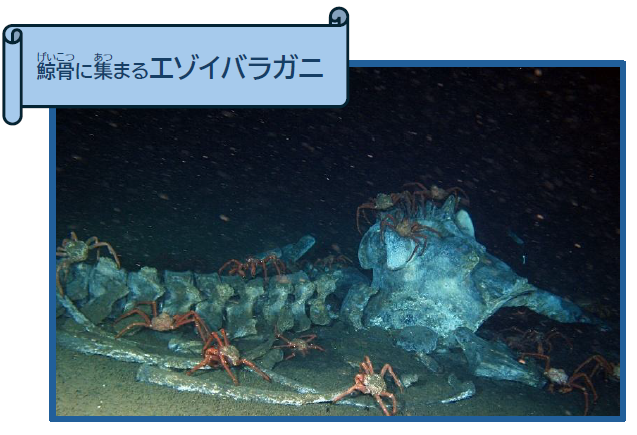 鯨骨に集まるエゾイバラガニ